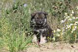 CHIEN FINNOIS DE LAPONIE 422